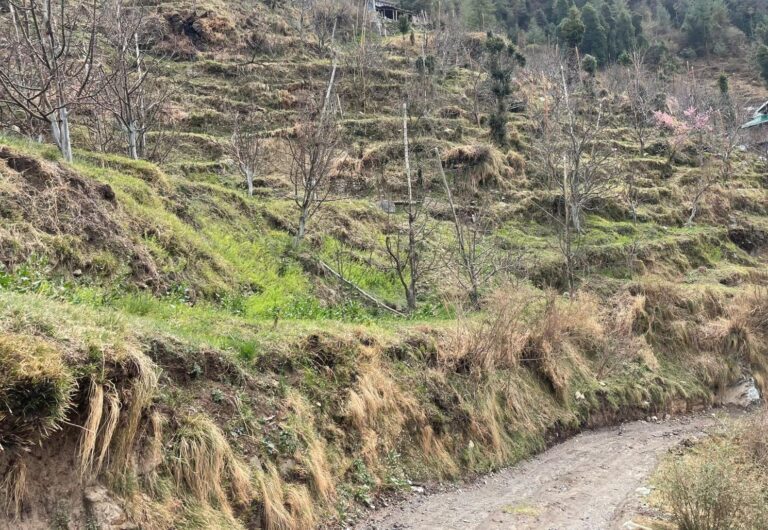 NH-5 Attached Land for Sale – Price Per Biswa, Theog, Shimla